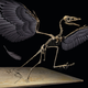 Impresión artística de un esqueleto de Archaeopteryx, incluida una pluma encubierta primaria que cae.